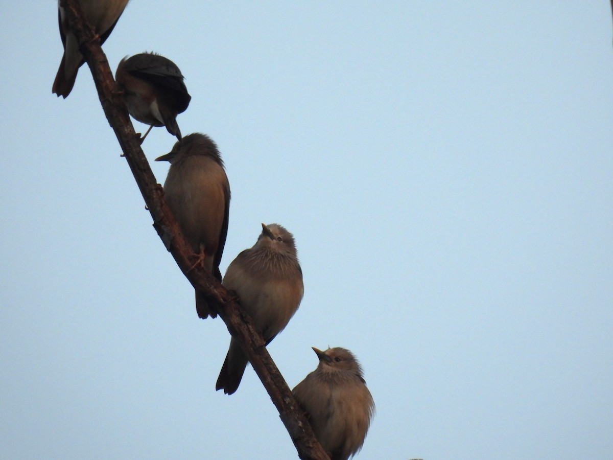 Chestnut-tailed Starling (Eastern) - ML646957450