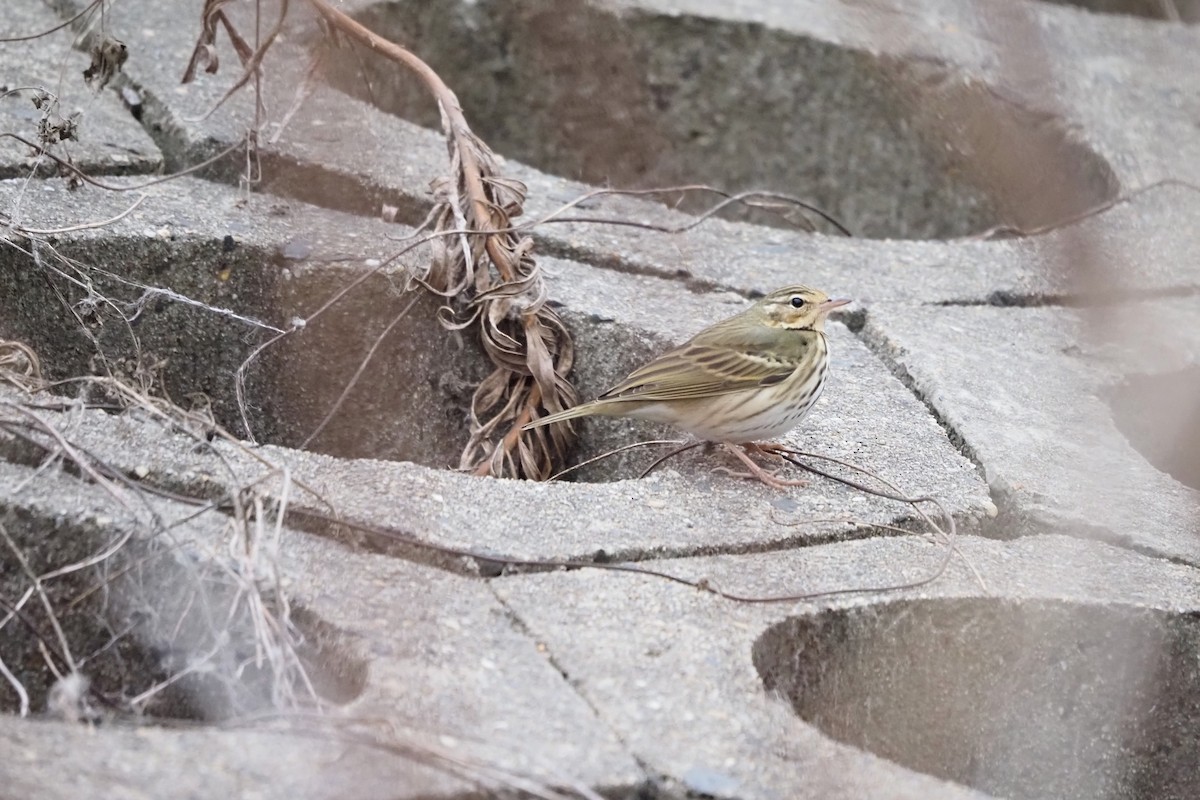 sibirpiplerke - ML646957453