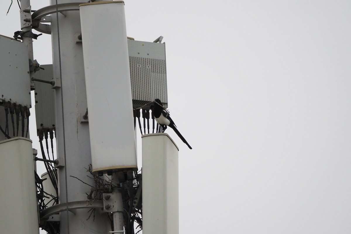 orientskjære - ML646957454