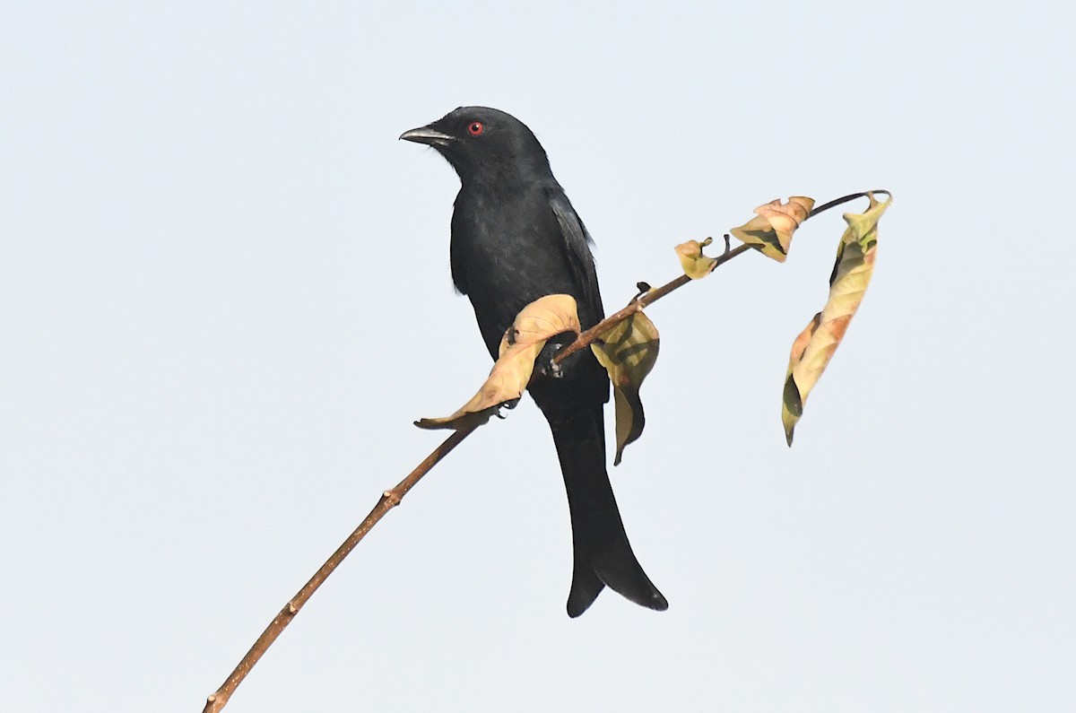 Fork-tailed Drongo - ML646957457