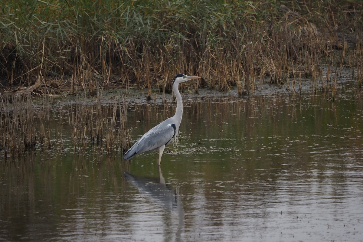 Airone cenerino - ML646957458
