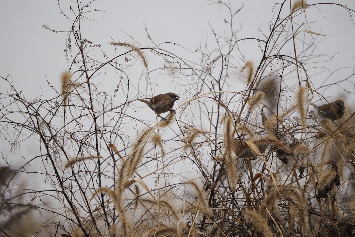 muskatnonne - ML646957459