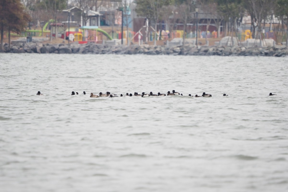 toppand - ML646957460