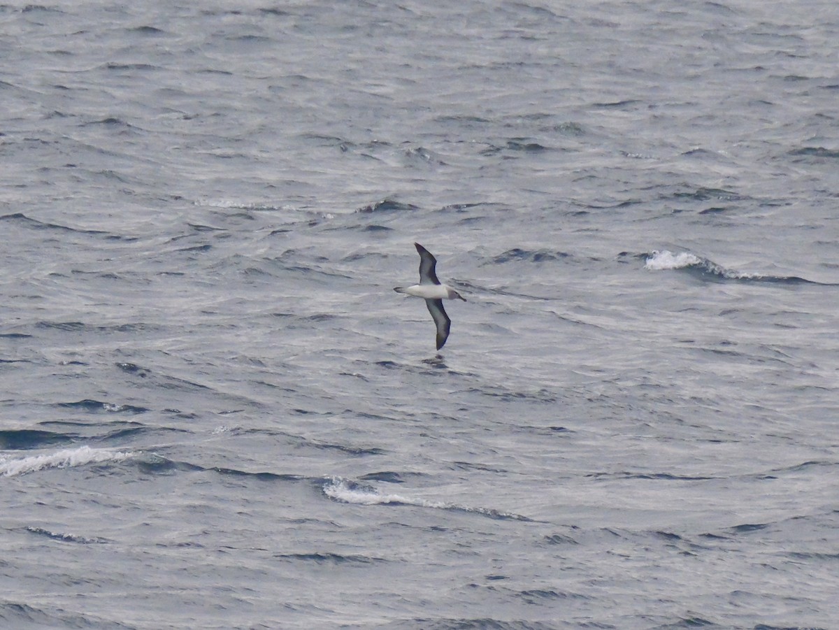 ハイガシラアホウドリ - ML646957461