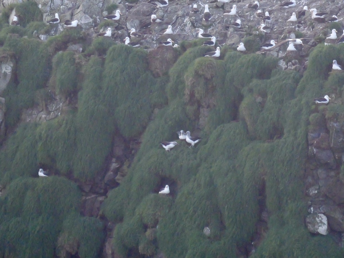 ハイガシラアホウドリ - ML646957462