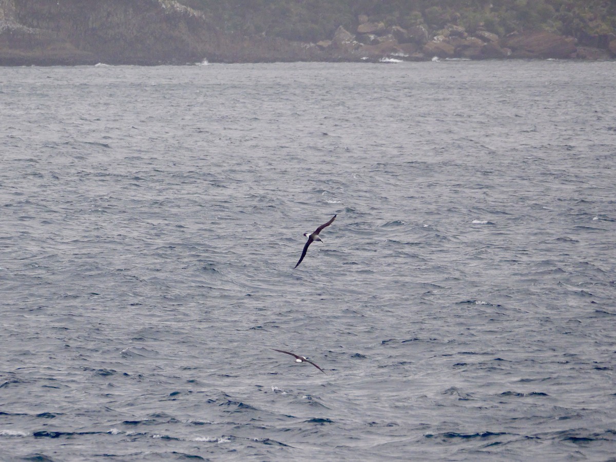 ハイガシラアホウドリ - ML646957463