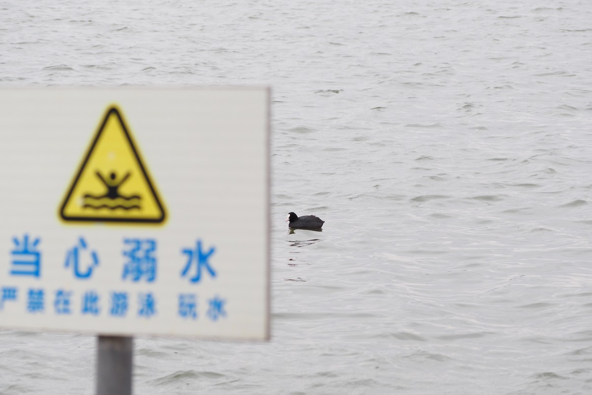 sothøne - ML646957464