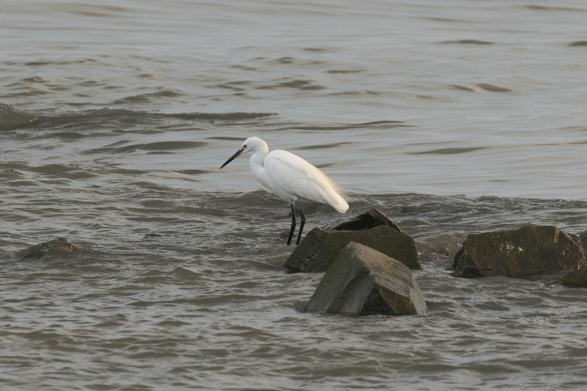 Seidenreiher - ML646957465