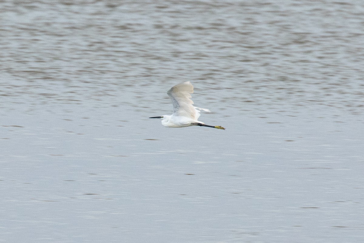 Seidenreiher - ML646957466