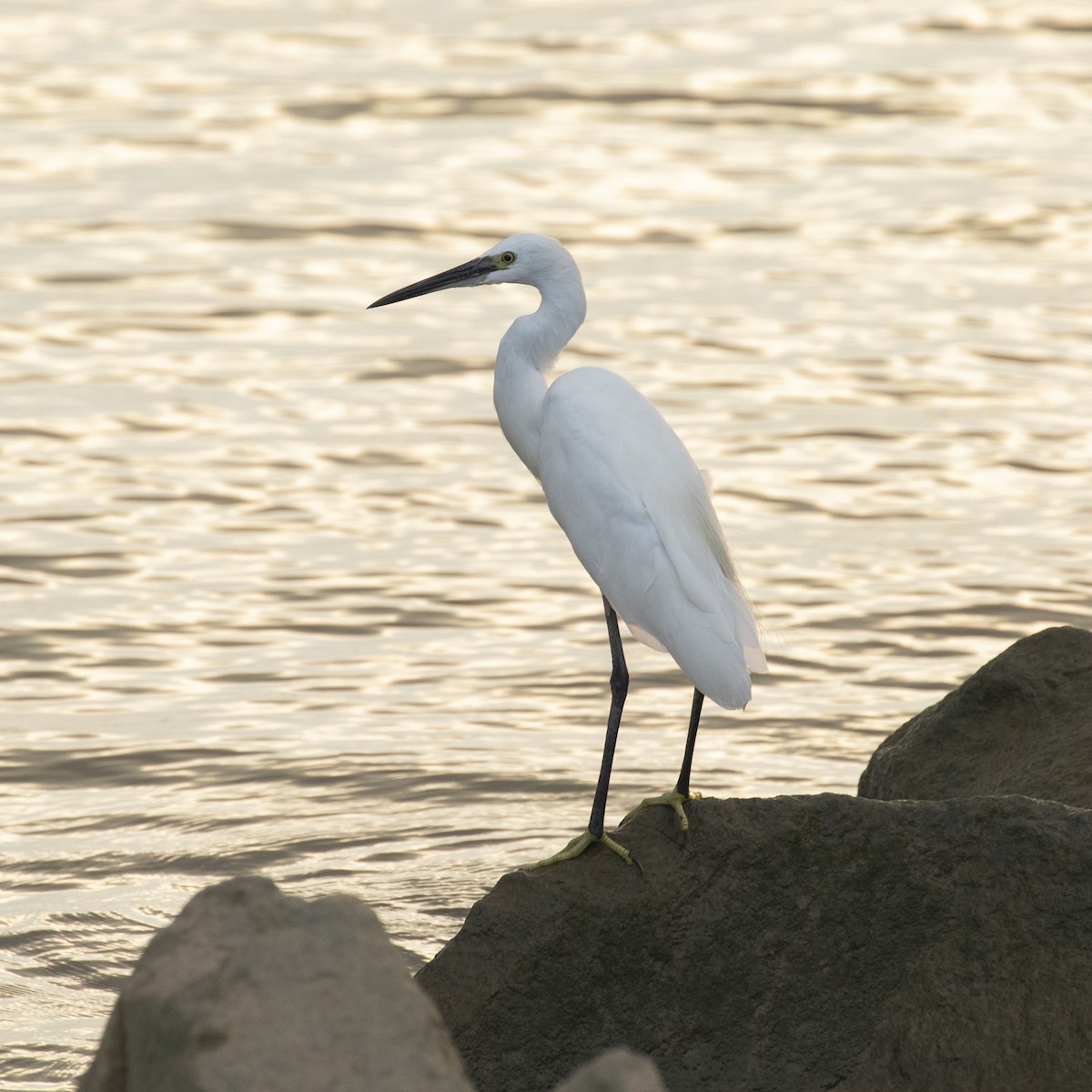 Seidenreiher - ML646957467