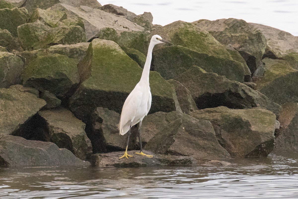 Seidenreiher - ML646957468