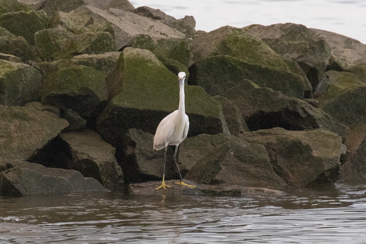 Seidenreiher - ML646957469