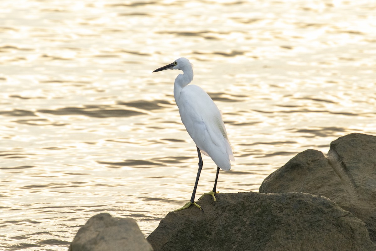 Seidenreiher - ML646957470