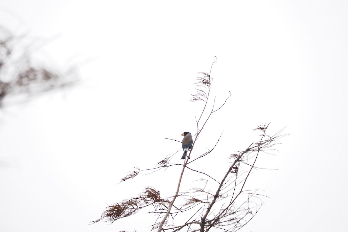 orientkjernebiter - ML646957474