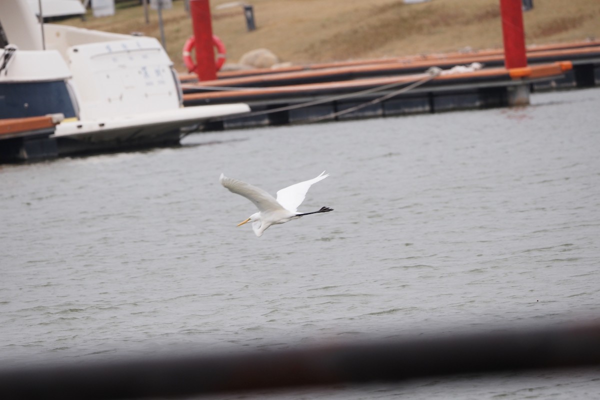 egretthegre - ML646957476