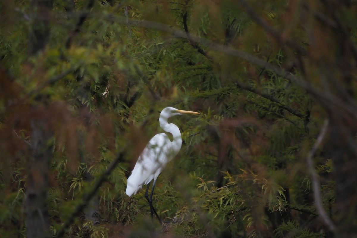 egretthegre - ML646957477