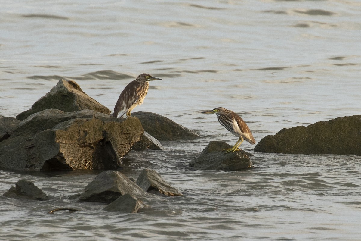 Chinese Pond-Heron - ML646957478