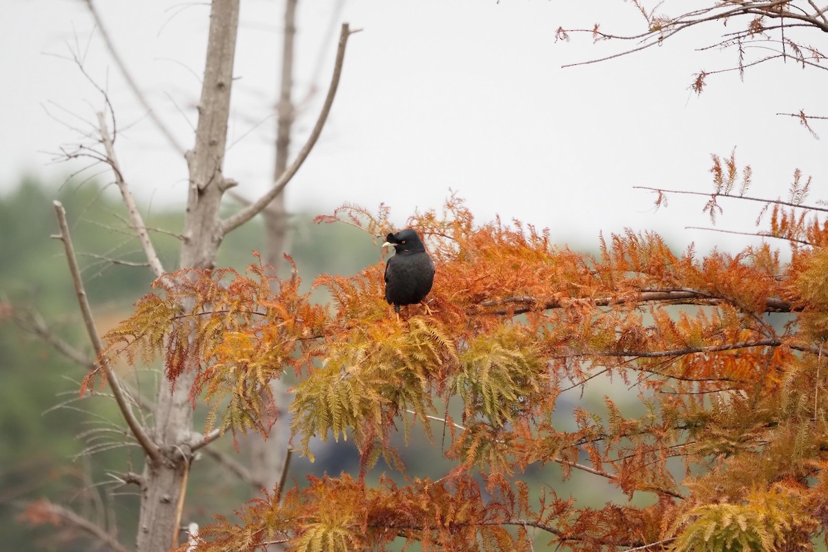 krøllstær - ML646957479