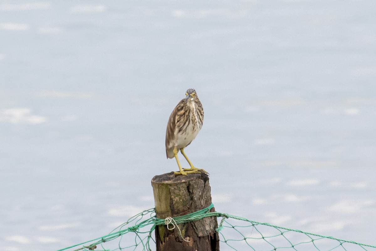 Chinese Pond-Heron - ML646957480