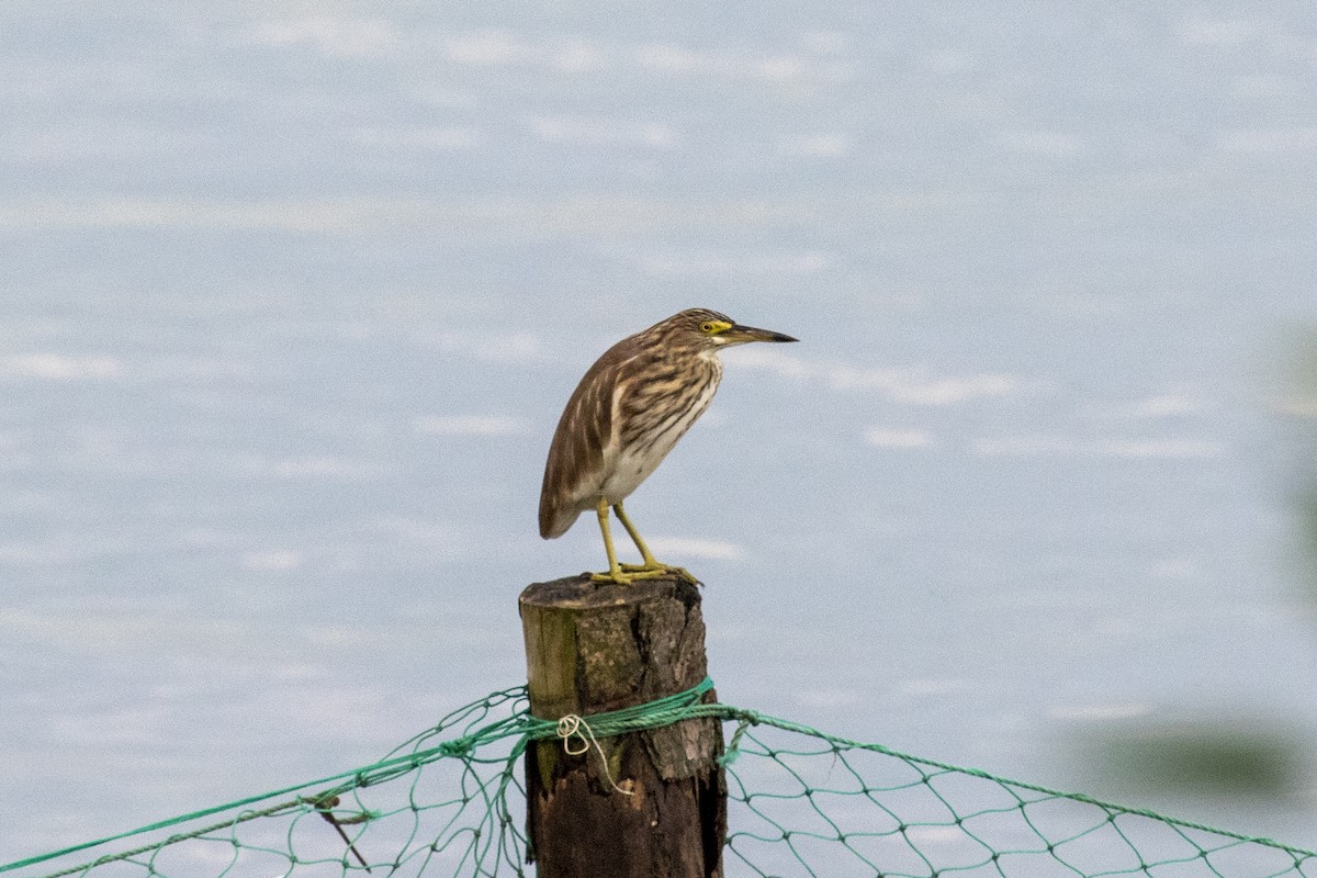 Chinese Pond-Heron - ML646957481