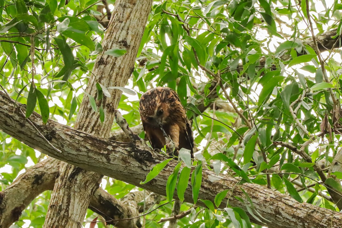 Sunda Balık Baykuşu - ML646957482