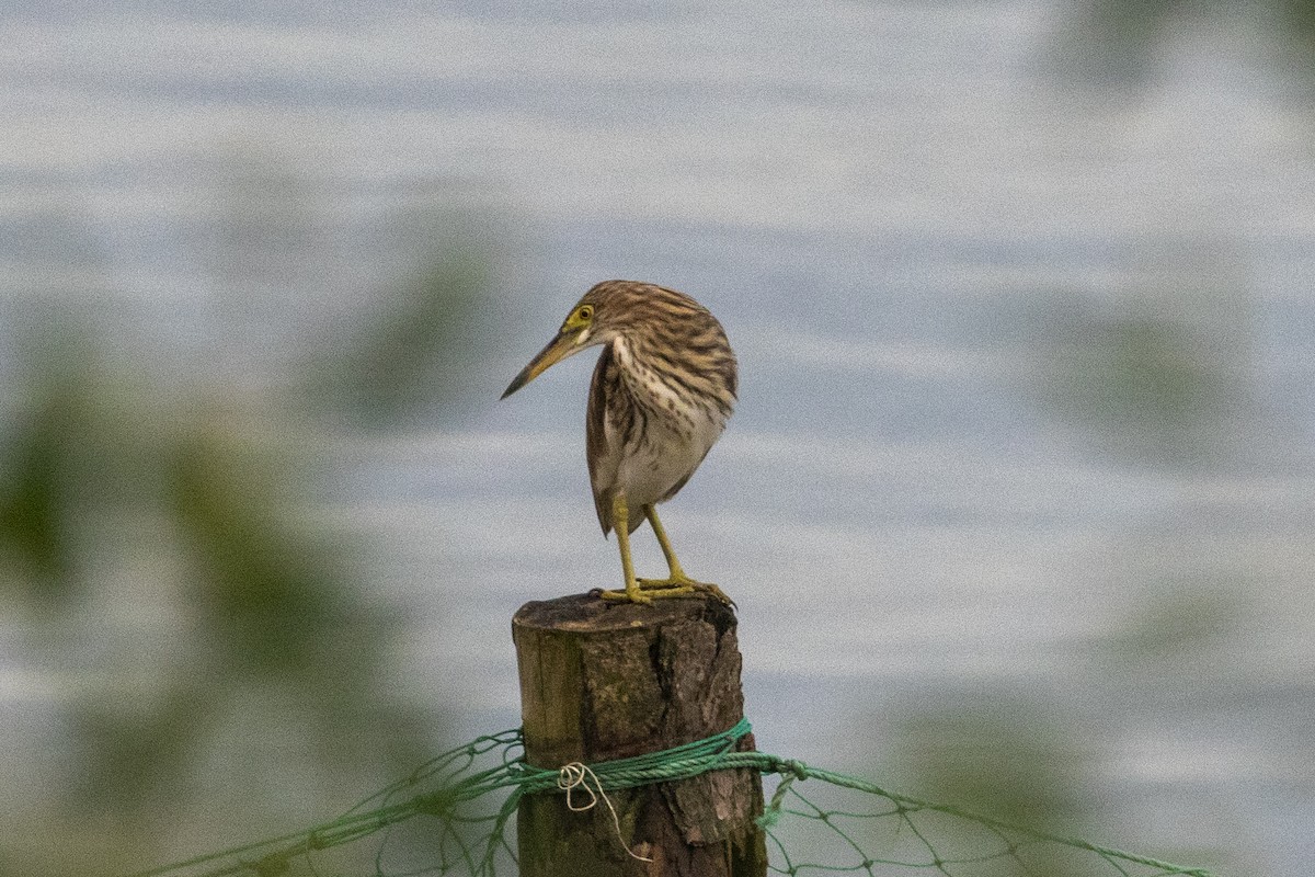 Chinese Pond-Heron - ML646957483