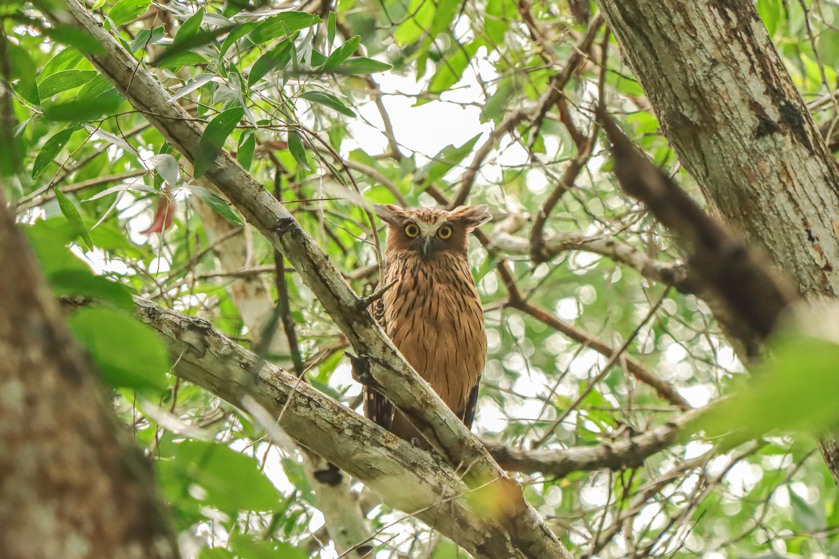 Sunda Balık Baykuşu - ML646957484
