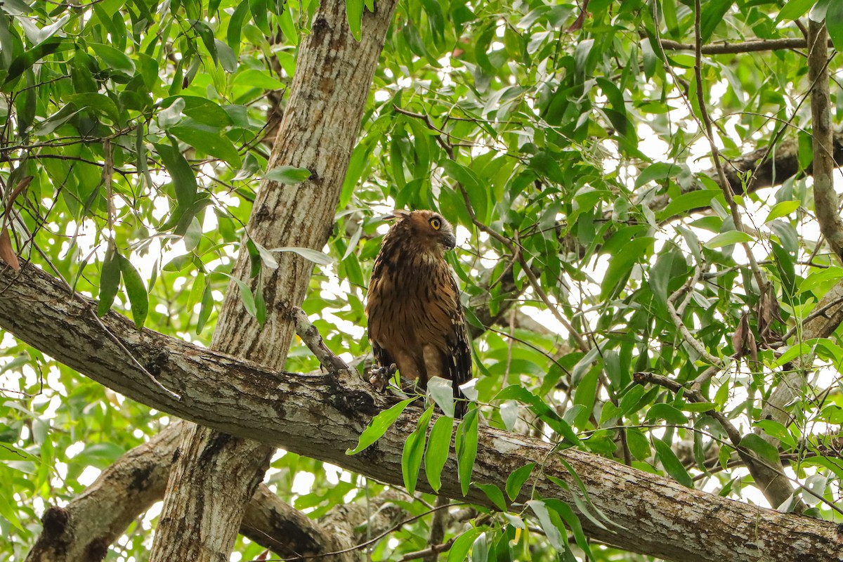 Sunda Balık Baykuşu - ML646957485