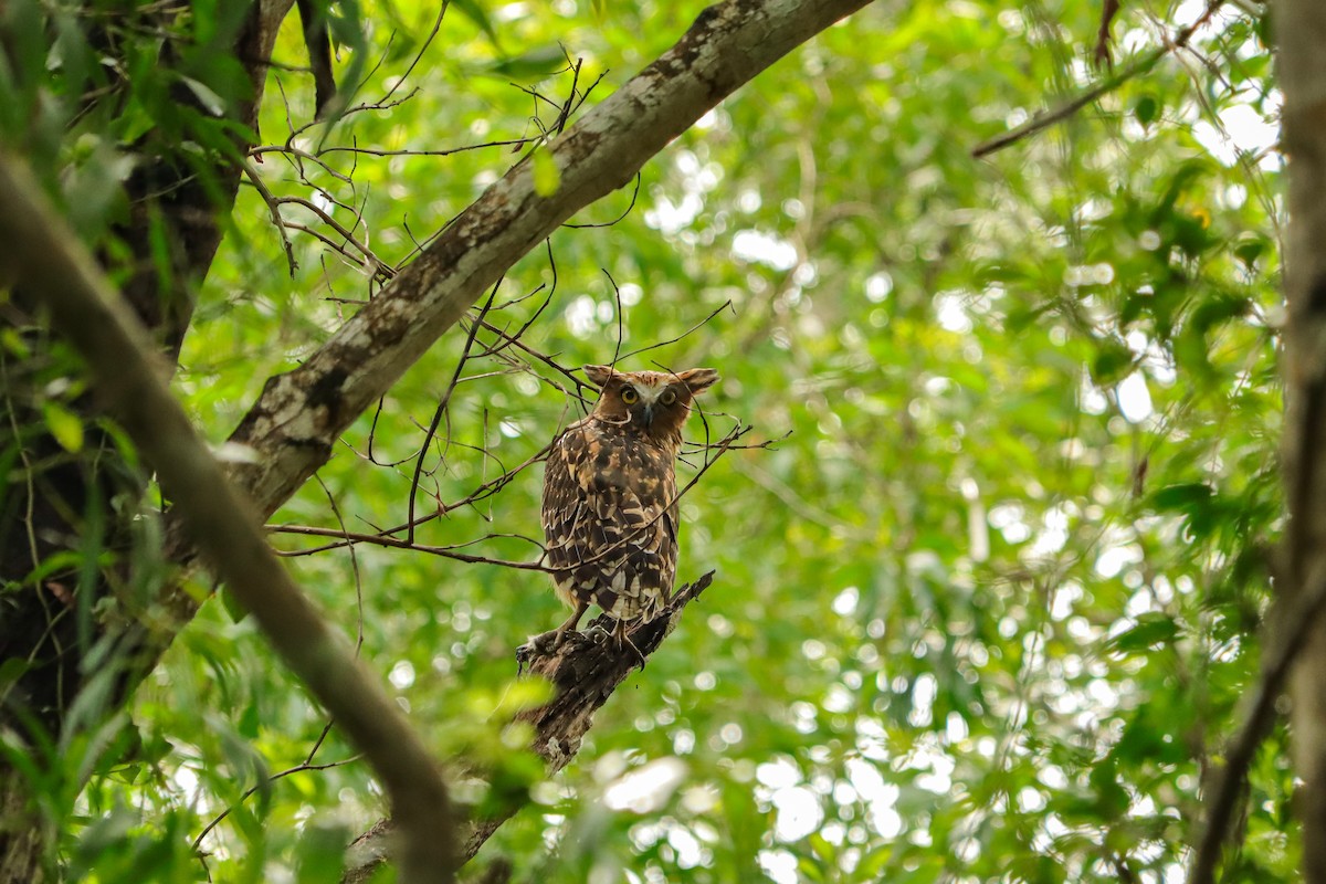 Sunda Balık Baykuşu - ML646957486