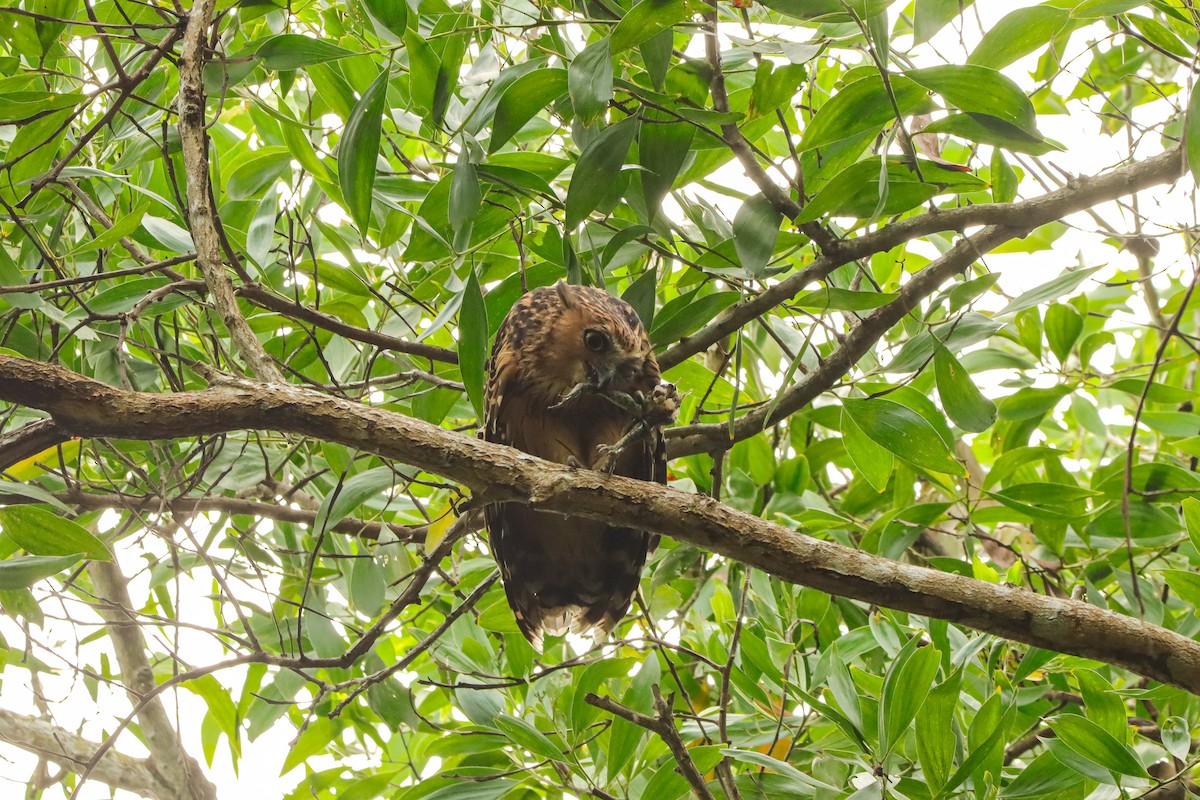 Sunda Balık Baykuşu - ML646957487