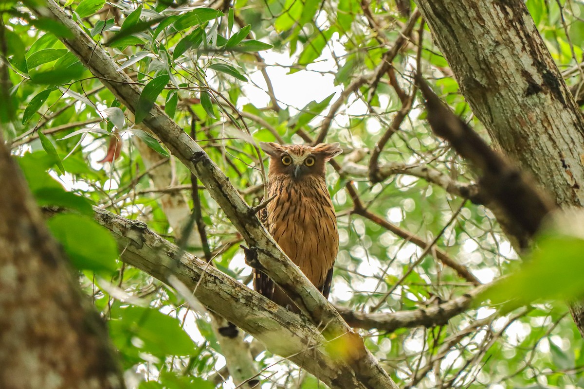 Sunda Balık Baykuşu - ML646957488