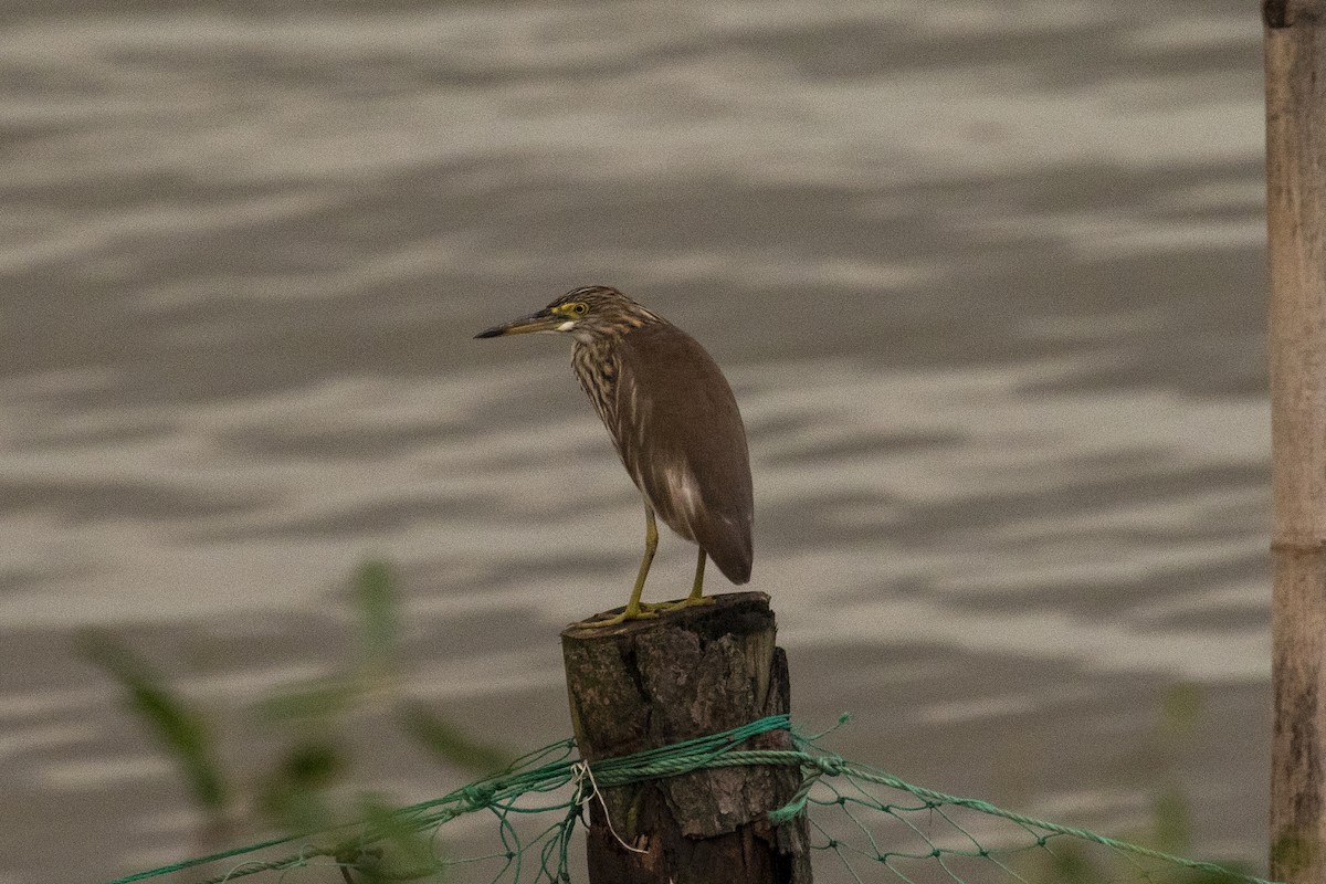 Chinese Pond-Heron - ML646957490