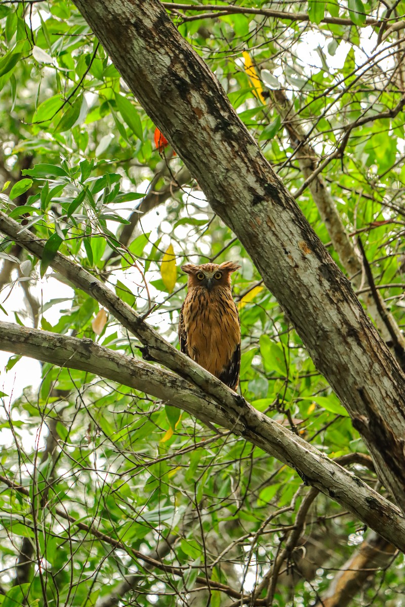 Sunda Balık Baykuşu - ML646957491