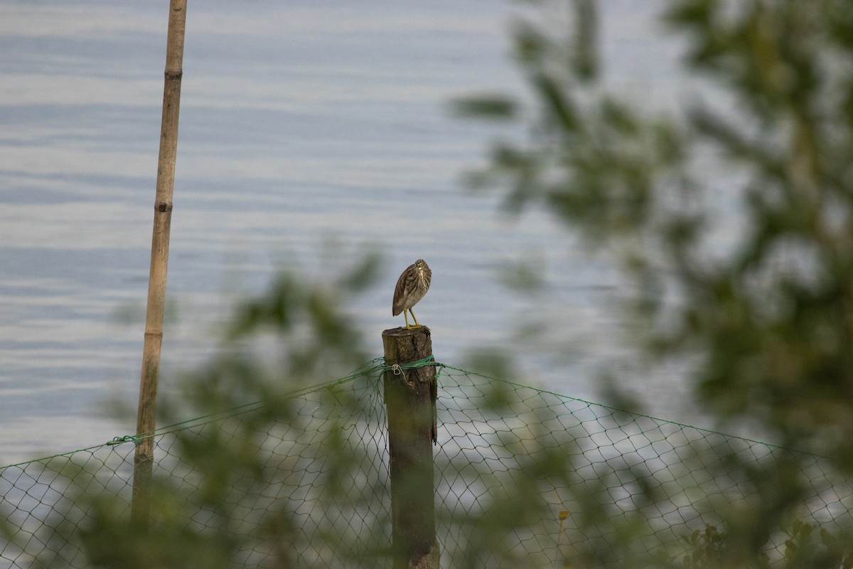 Chinese Pond-Heron - ML646957493