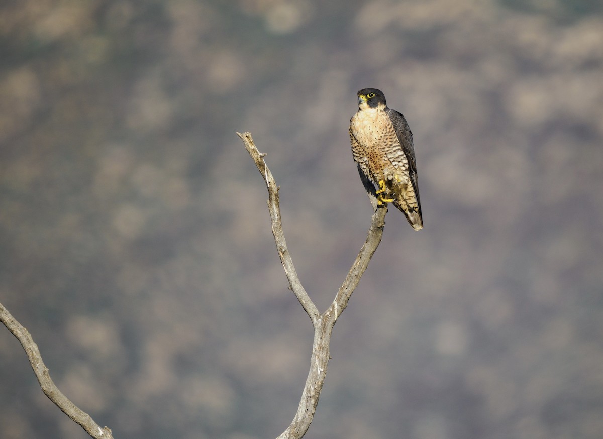 Peregrine Falcon - ML646957494