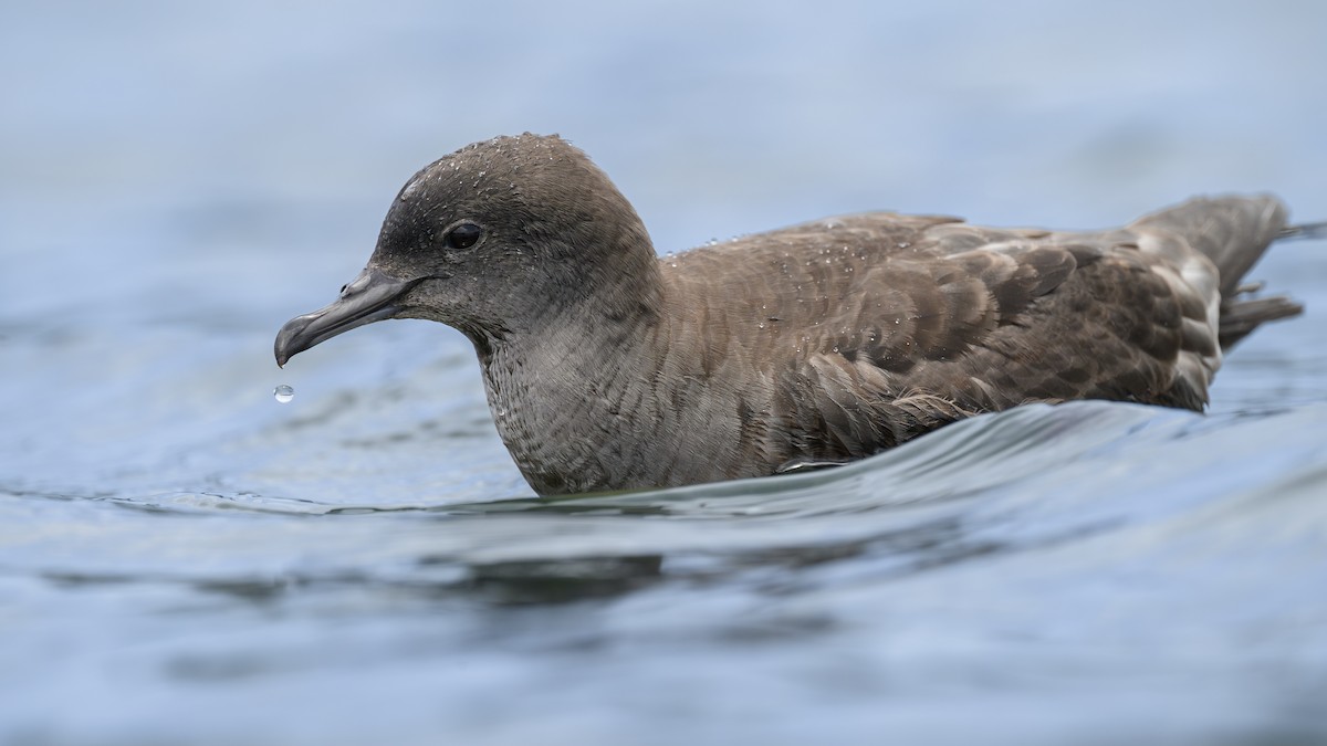 Short-tailed Shearwater - ML646957496