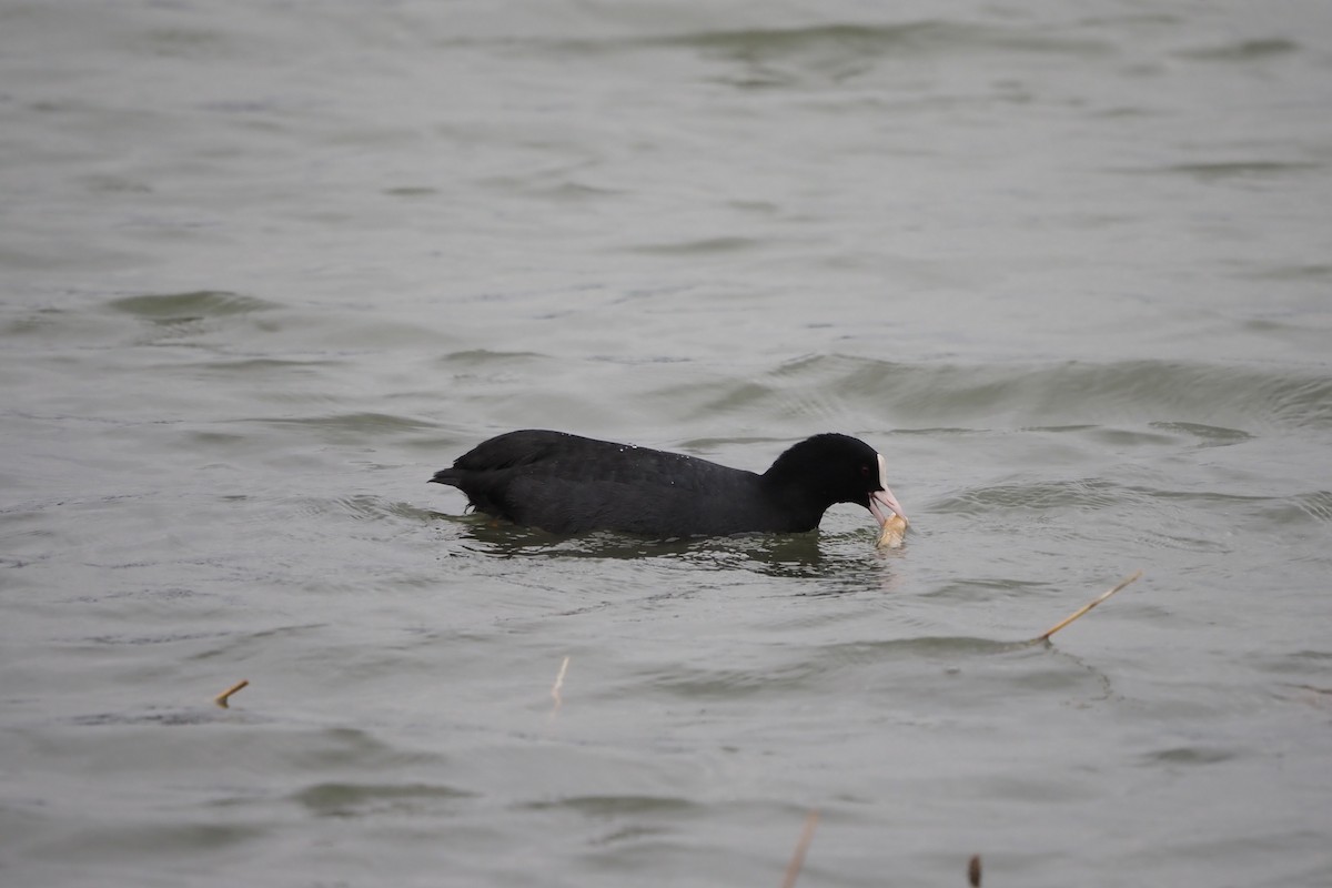 sothøne - ML646957497