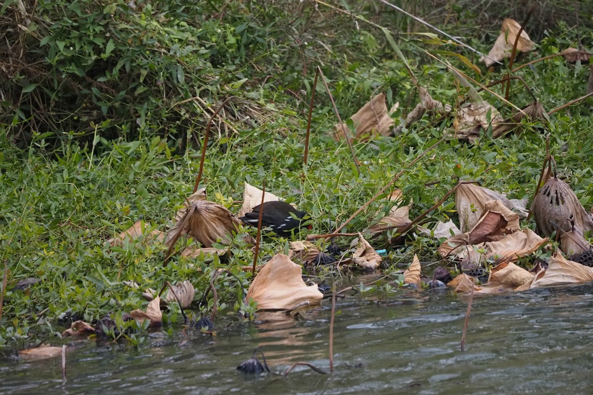 sivhøne - ML646957498