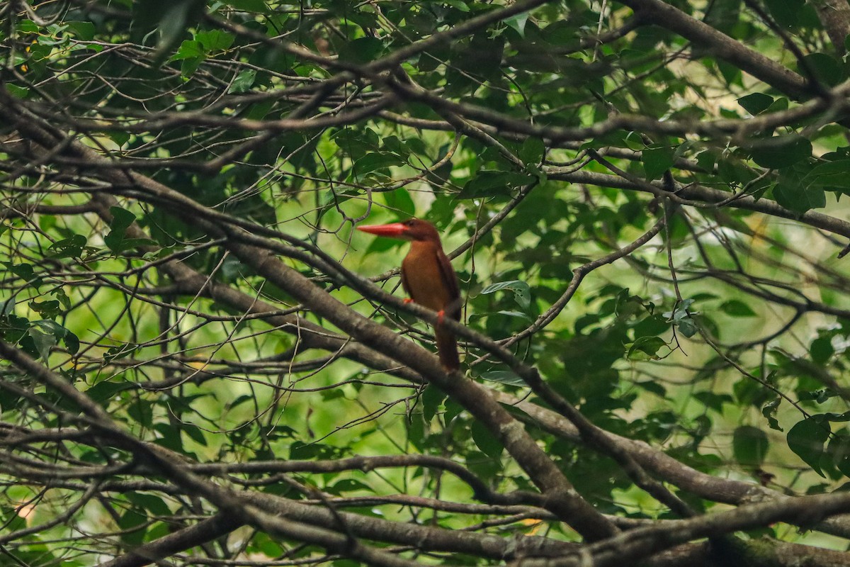 Kızıl Yalıçapkını - ML646957499