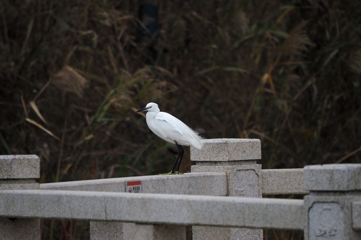 silkehegre - ML646957500