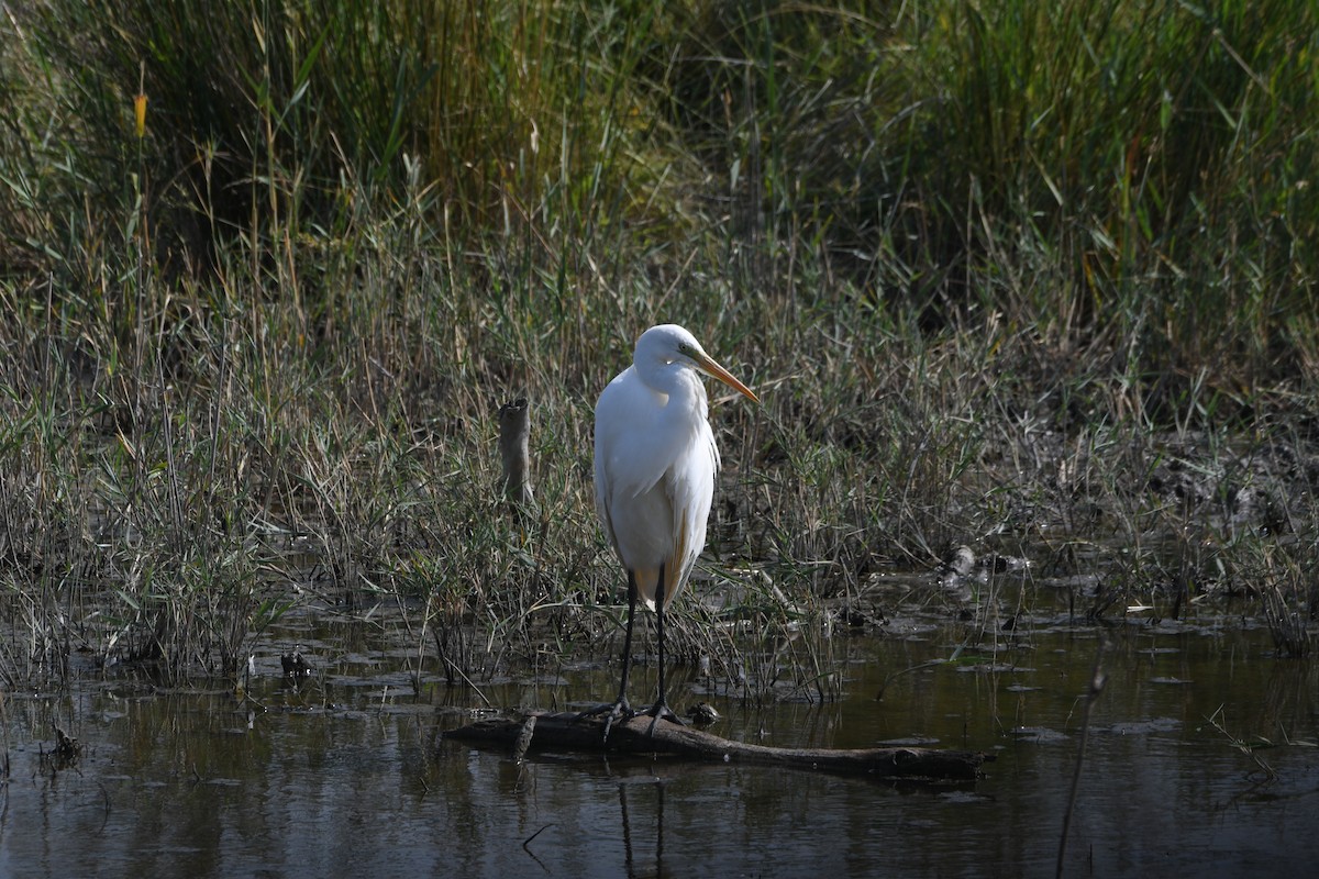 Great Egret - ML646957501