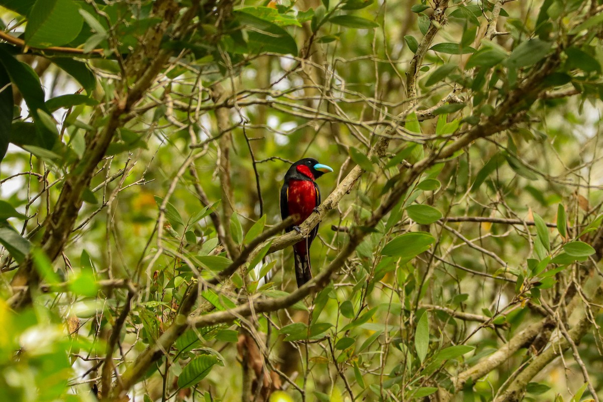 Kırmızı-Siyah Genişgaga - ML646957502