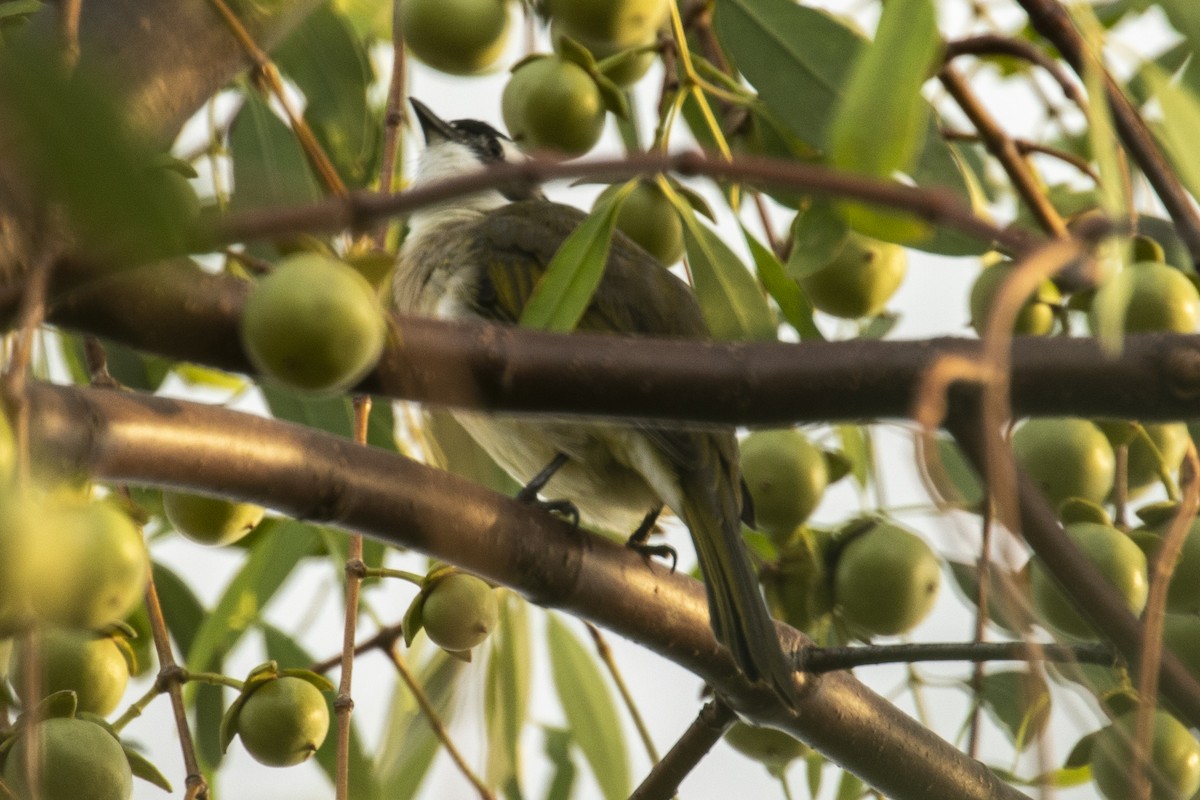 Нангиад бөлбөл - ML646957503