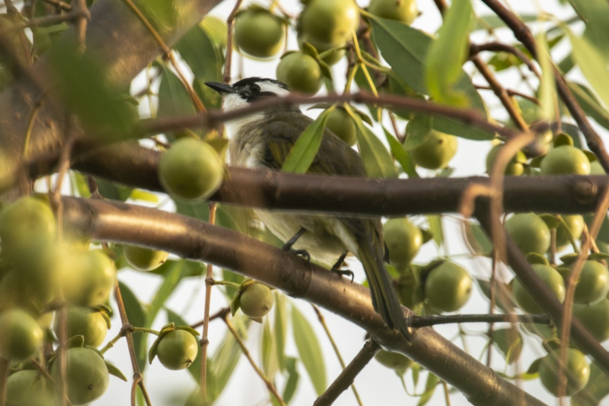 Нангиад бөлбөл - ML646957504