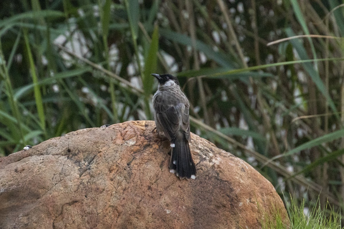 Bulbul urre-ipurdia - ML646957508