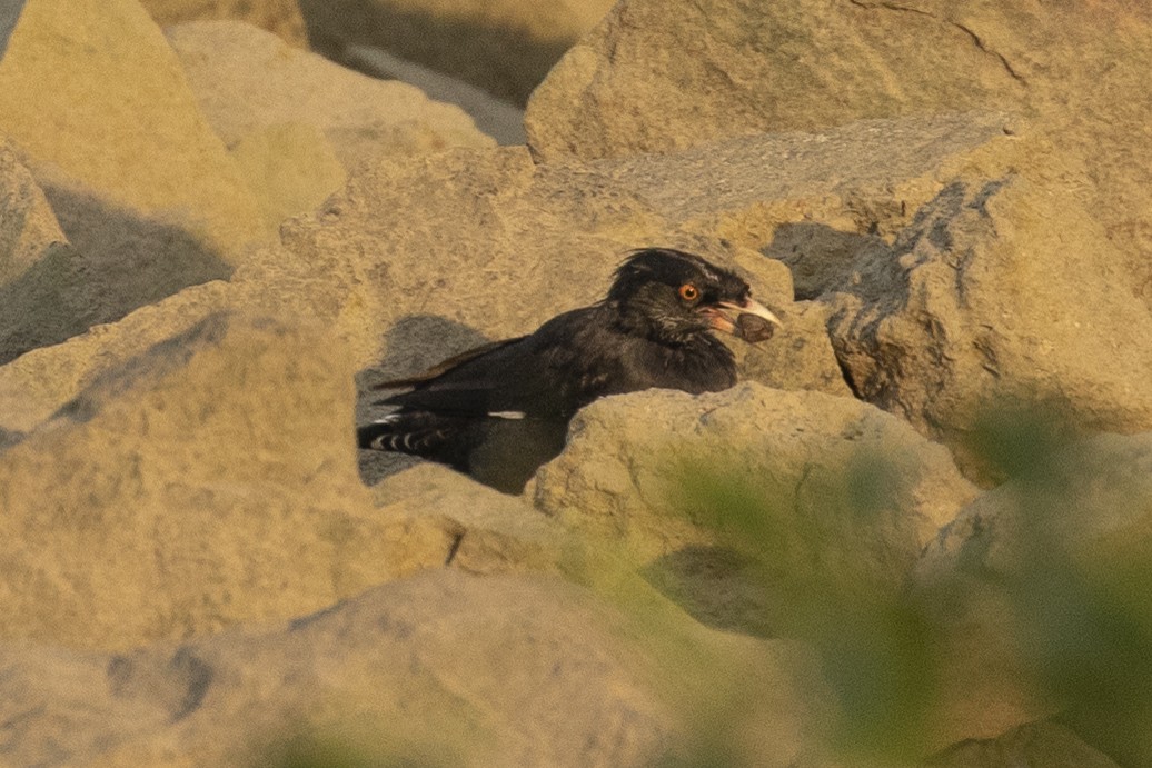 Crested Myna - ML646957510