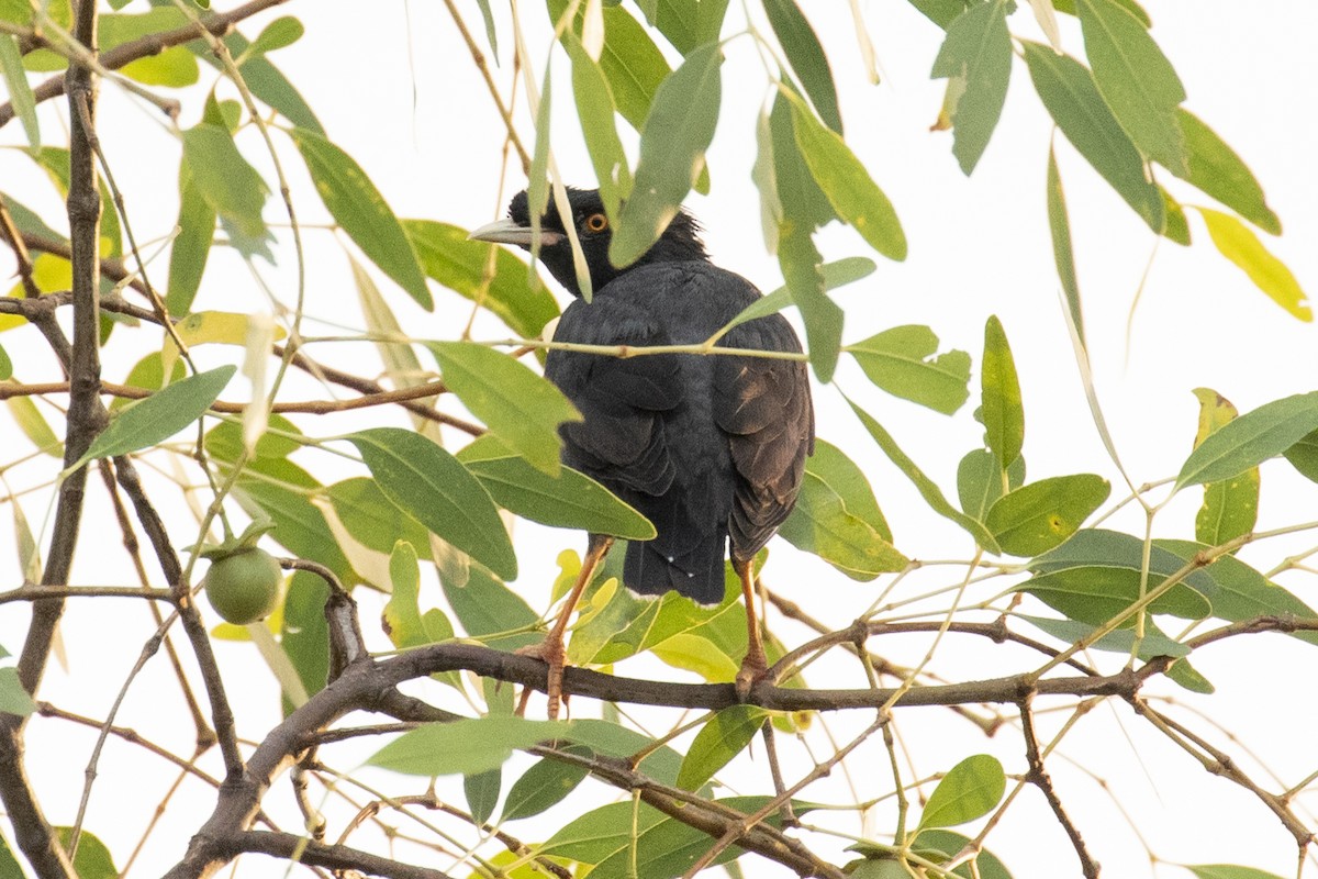 Crested Myna - ML646957511