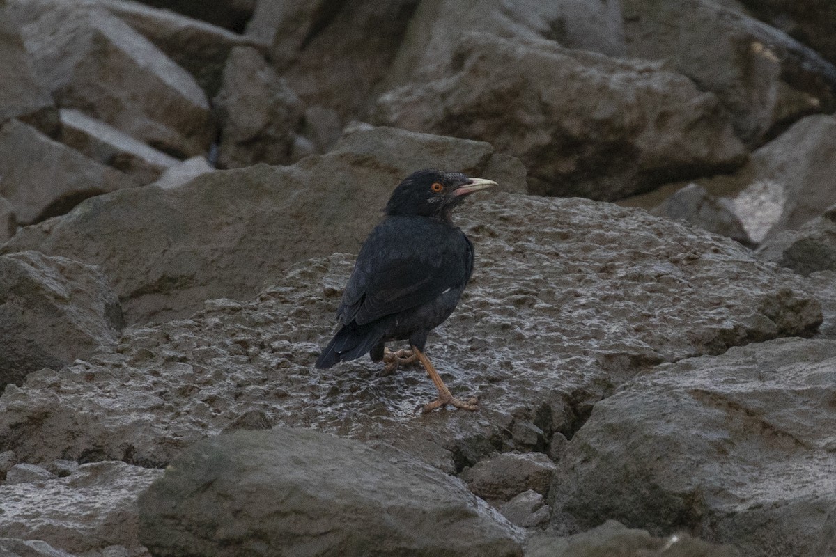 Crested Myna - ML646957512