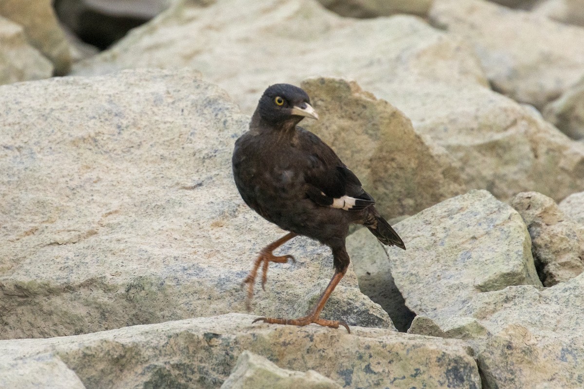 Crested Myna - ML646957513