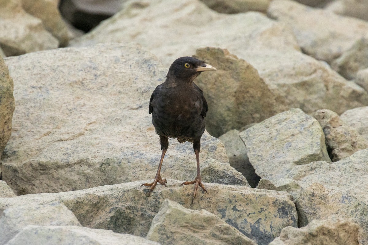 Crested Myna - ML646957514